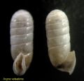 Argna&nbsp;valsabina